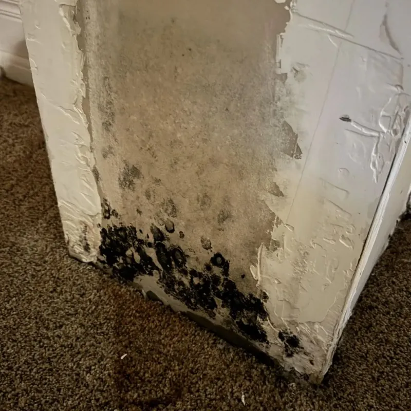 Professional Mold Removal in San Antonio, FL